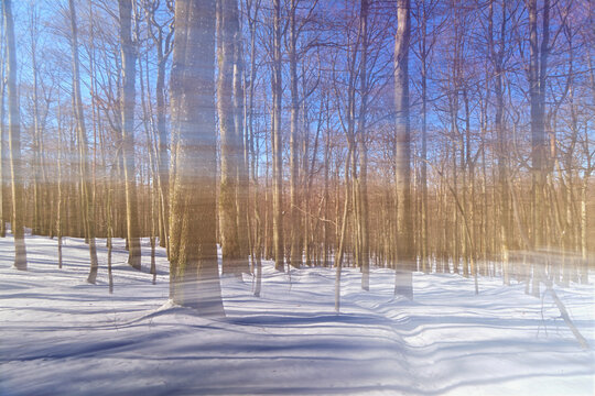 Photo of a winter forest created using the Intentional Camera Movement (ICM) technique. Abstract natural landscape.