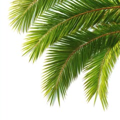 Naklejka premium Tropical palm fronds with vibrant green leaves on white background, angled and detailed