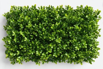 Obraz premium Rectangular arrangement of vibrant green leaves on a white background, suggesting a hedge