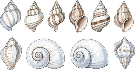 Collection of various tropical seashells and snail shells with brown stripes isolated on white background for beach summer vacation nature and marine life design © IconicCreations
