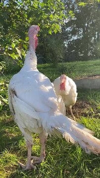 White turkeys with red heads on green grass, one pivoting body