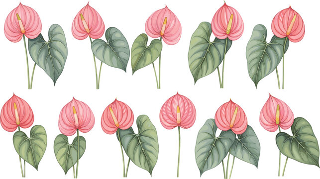 Set of pink anthurium flower illustrations with green heart shaped leaves isolated on white background for tropical botanical nature design and exotic floral decorations