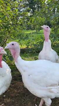 White turkeys with pink featherless heads outdoors