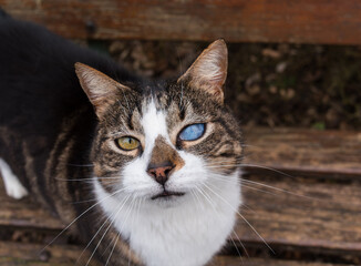 Fototapeta premium chat malade