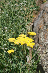 Gold Yarrow (Achillea filipendulina) © Haileyworld