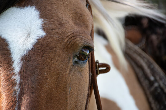 Caballo montado esperando para cabalgar.
