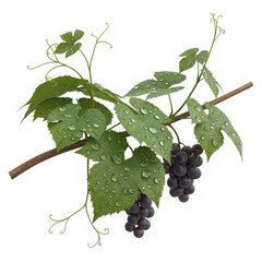 Fresh bunch of grapes growing on a leafy vine with green foliage isolated on transparent background, illustration