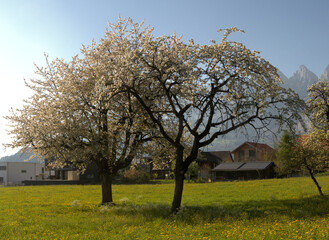 Fototapeta premium Spring cherry blossom in Berschis village, Sankt Gallen