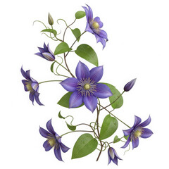 Obraz premium Delicate cluster of purple and blue flowers with green foliage against a plain background isolated on transparent background, illustration