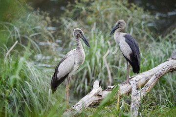 A group of Asian Openbill storks (Anastomus oscitans) perched on fallen tree branches near a wetland area.