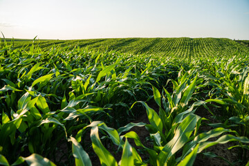 Naklejka premium Rows of vibrant green corn crops growing in a vast agricultural field under a clear summer sky, capturing themes of farming, sustainability, and bountiful harvest