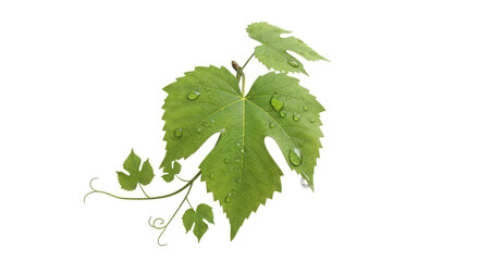 Fresh green maple leaves growing on a delicate branch against a plain background isolated on transparent background, illustration