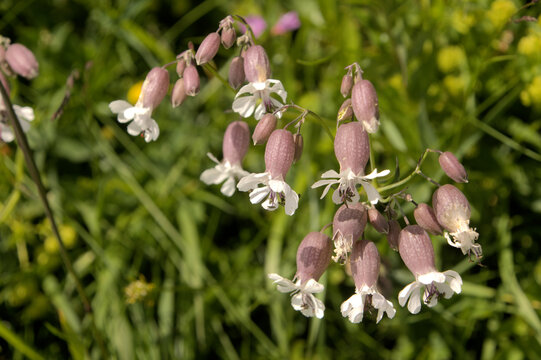 Bladder Campion (Silene dioica) on the Maschgenkamm, Sankt Gallen
