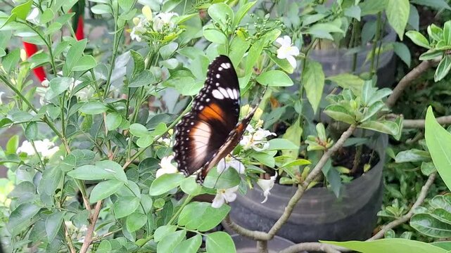 Tropical butterfly pollinating jasmine blossoms outdoors. Exotic insect resting over fragrant garden petals. Vibrant winged creature collecting nectar among foliage