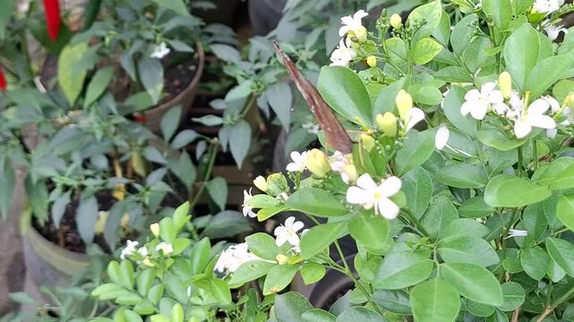 Tropical butterfly perched among blooming jasmine foliage. Delicate lepidoptera feeding over fragrant shrub petals. Exotic winged insect resting in lush ornamental plants. 