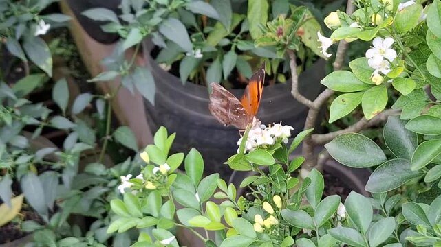 Vibrant butterfly hovering over blooming jasmine shrub. Tropical insect feeding among fragrant garden petals. Colorful lepidoptera in lush ornamental nursery plants. Exotic 