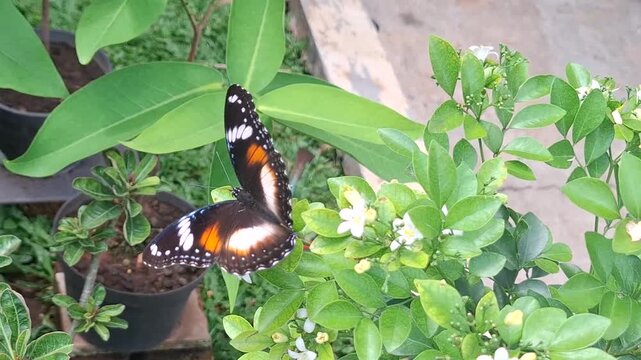 Tropical butterfly perched on blooming jasmine plant. Exotic pollinator gathering nectar in lush nursery. Vibrant lepidoptera resting over ornamental foliage. 