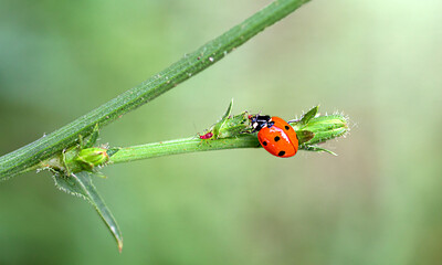 A ladybug is sitting on a branch and eating an aphid. Selective focus. © Надежда Д