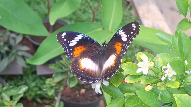 Vibrant butterfly hovering above tropical jasmine plant. Exotic pollinator resting on blooming ornamental shrub. Colorful winged insect collecting nectar outdoors. 