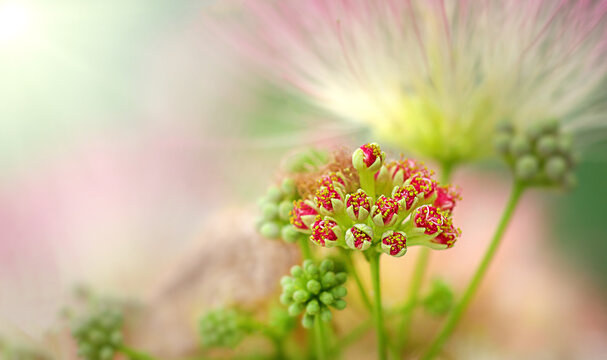 Beautiful opening buds of Albizia julibrissin on a sunny day. Selective focus.