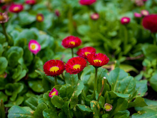 Red English Daisy (Bellis perennis) at St. Paul's Cathedral gardens in London © Jos