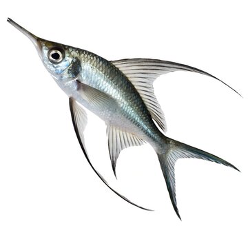 Silver snipefish with long fins isolated on white background