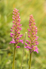 Obraz premium Marsh Fragrant Orchid (Gymnadenia densiflora) on Flumserberg, Sankt Gallen