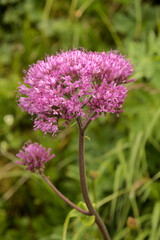 Fototapeta premium Adenostyles alliariae flowering on the Maschgenkamm, Sankt Gallen