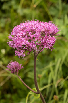 Adenostyles alliariae flowering on the Maschgenkamm, Sankt Gallen