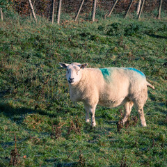 Fototapeta premium A sheep with a blue marking on its back stands in a grassy field.