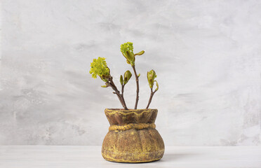 Delicate spring branches maple with tiny green buds in a rustic vase on a textured background