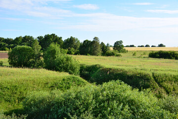 Fototapeta premium Green Countryside Landscape with Fields and Trees under Blue Sky copy space