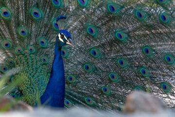 Obraz premium Pavo Real abriendo sus alas.