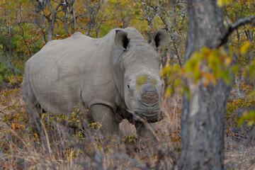 White rhinoceros standing in the bush. Ceratotherium simum is the largest extant species of rhinoceros and the most social of all rhino species