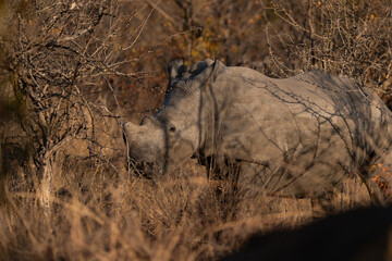 White rhinoceros standing in the bush. Ceratotherium simum is the largest extant species of rhinoceros and the most social of all rhino species