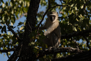 Obraz premium Adult vervet monkey (Chlorocebus pygerythrus) hiding in the shade of a tree, is an Old World monkey of the family Cercopithecidae native to Africa