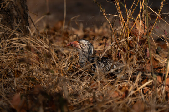 Southern red-billed hornbill portrait on the ground hidden in South African bush, looking in camera with golden hour light. Beautiful curved red bill
