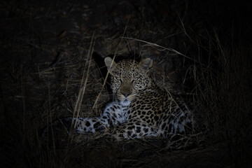 Leopard intense portrait relaxing at night, elusive and solitary animal © Riccardo Rolfini