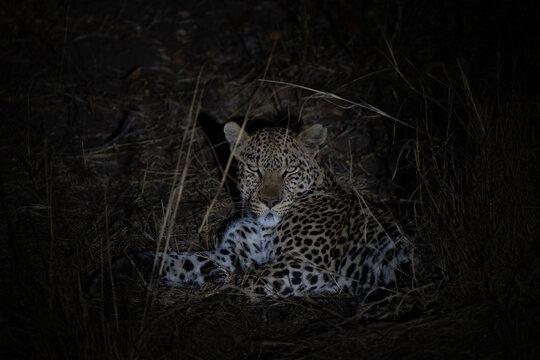 Leopard intense portrait relaxing at night, elusive and solitary animal