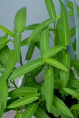 Obraz premium Fresh organic Water Spinach (Ipomoea aquatica) growing in a pot