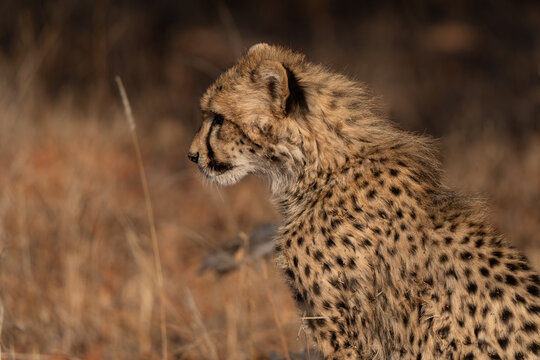 Young cheetah (Acinonyx jubatus) lying in the bush, sive view profile. Cheetah are playful and curious
