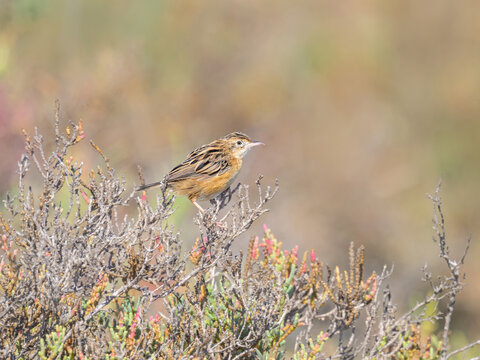 Zitting cisticola, Cisticola juncidis, bird perching on a Sarcocornia subshrub, an Old World warbler also called streaked fantail warbler, salt flats in Corfu, Greece 