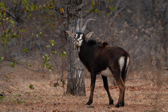 Sable antelope adult male showing flehmen in African bush, side view looking in camera 