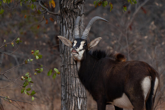 Sable antelope adult male flehmen detailed close up in African bush, side view looking in camera 