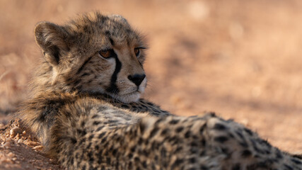 Close up of baby cheetah (Acinonyx jubatus) resting on the sandy ground and rolling on his back. Cheetah are playful and curious © Riccardo Rolfini