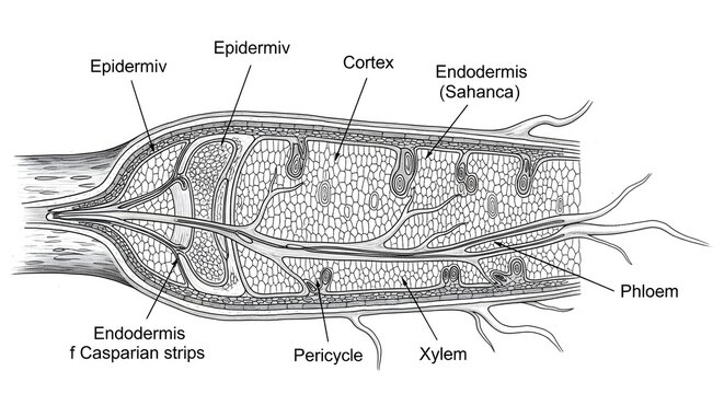 Longitudinal section of a young root tip showing epidermis, cortex, endodermis with Casparian strips, pericycle, central xylem and phloem strands, and emerging lateral roots, illustrating primary stru
