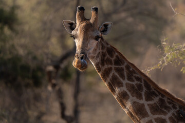 Obraz premium Adult southern giraffe funny portrait with the tongue in the sunset colors of South Africa savannah 