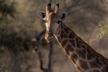 Obraz premium Adult southern giraffe portrait in the sunset colors of South Africa savannah 