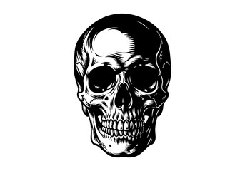 Obraz premium Realistic Human Skull Black and White Vector Illustration, Detailed Anatomical Skeleton Head