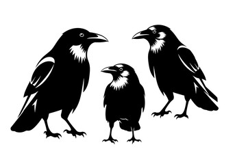 Fototapeta premium Set of Black Crow Silhouettes Vector Illustration, Raven Bird Icons on White Background